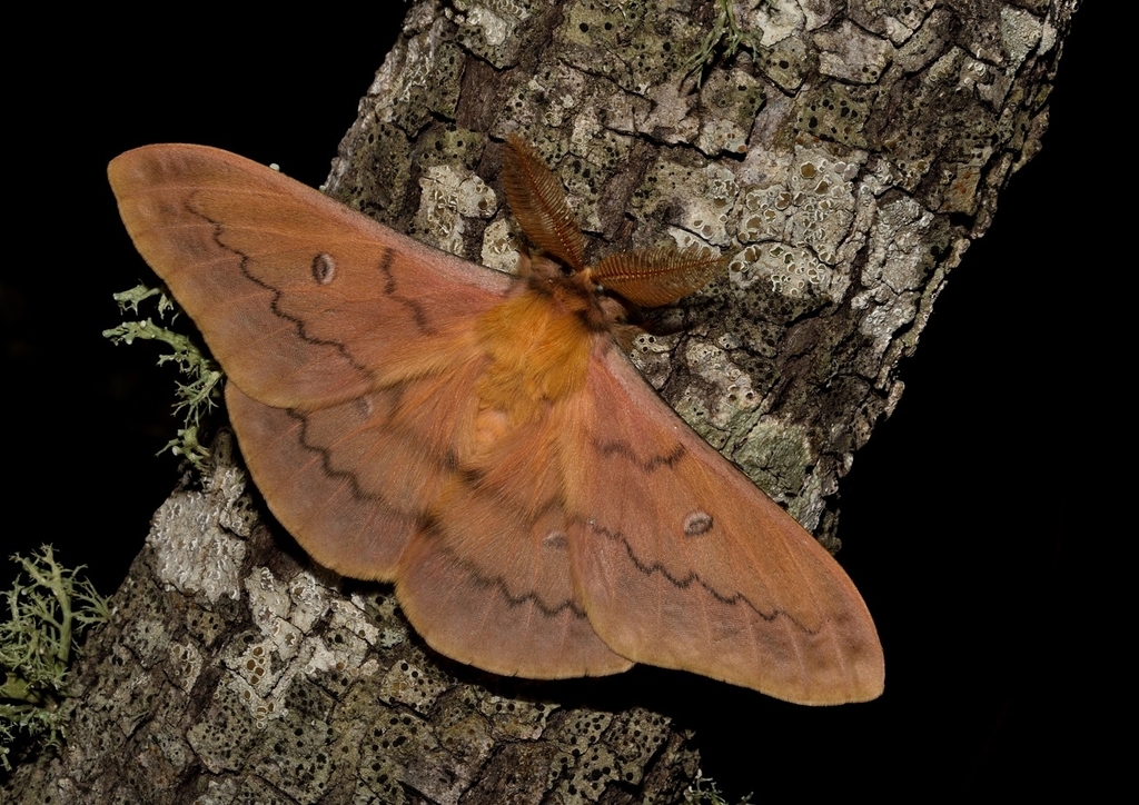 autumn emperor moth
