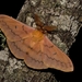 Autumn Emperor Moth - Photo (c) Luca Sattin, some rights reserved (CC BY-NC), uploaded by Luca Sattin