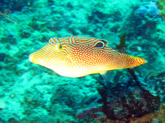 Canthigaster petersii