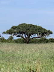 Vachellia erioloba