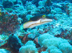 Canthigaster smithae