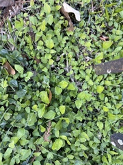 Calyptocarpus vialis