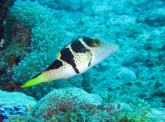 Canthigaster valentini