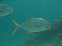 Ferdauia ferdau