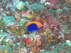 Centropyge acanthops