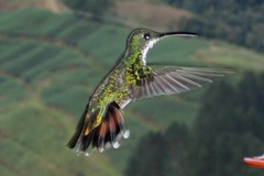 Anthracothorax prevostii