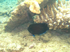 Centropyge multispinis