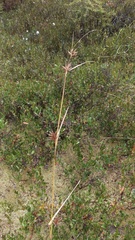 Carex folliculata