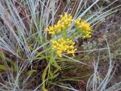 Solidago nitida
