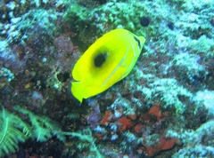 Chaetodon bennetti