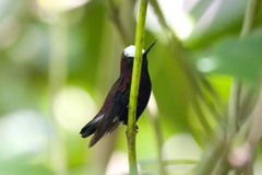 Microchera albocoronata