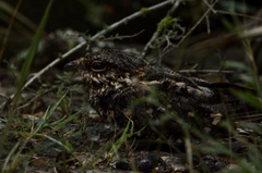 Hydropsalis torquata