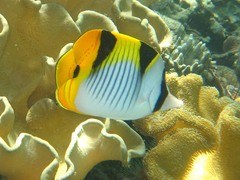 Chaetodon falcula