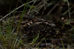Hydropsalis torquata