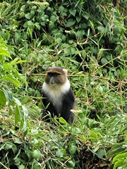 Cercopithecus mitis kolbi