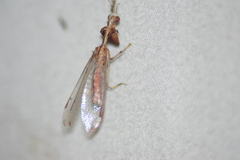 Dicromantispa interrupta