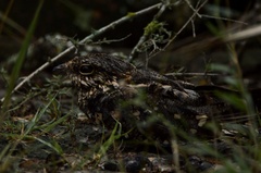 Hydropsalis torquata