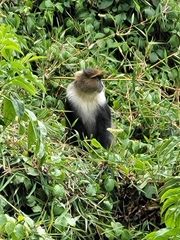Cercopithecus mitis kolbi