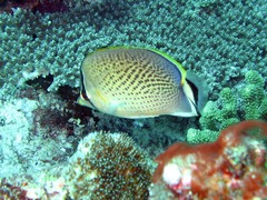 Chaetodon guttatissimus