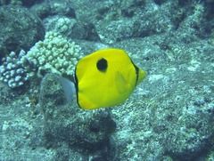 Chaetodon interruptus