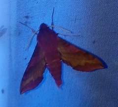 Deilephila porcellus