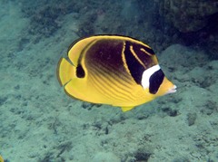 Chaetodon lunula