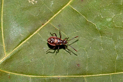 Liorhyssus