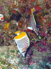 Chaetodon madagaskariensis