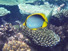 Chaetodon melannotus