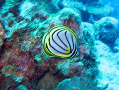 Chaetodon meyeri