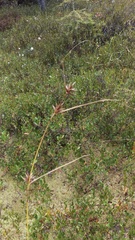 Carex folliculata