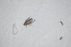Negosiana