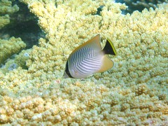Chaetodon trifascialis