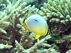 Chaetodon trifasciatus