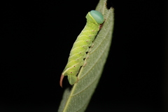 Perigonia lusca