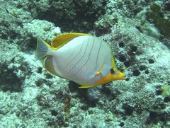 Chaetodon xanthocephalus