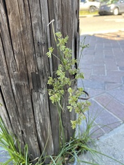 Cyperus surinamensis