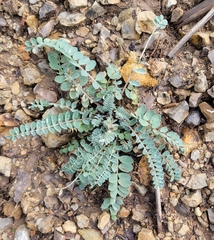 Astragalus mollissimus