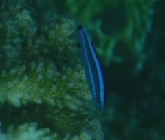 Larabicus quadrilineatus