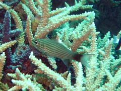 Cheilodipterus artus