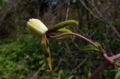 Clematis hedysarifolia