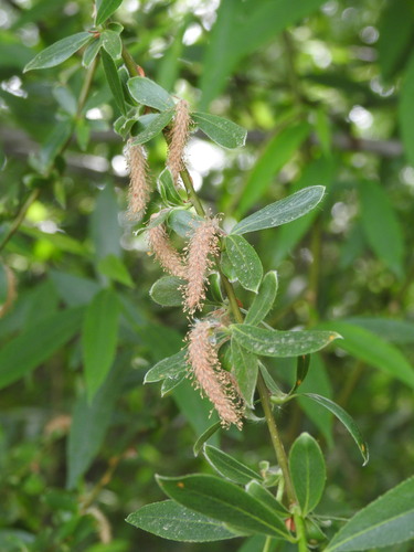 white willow (Salix alba)