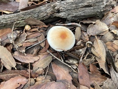 Leucoagaricus