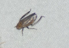 Negosiana