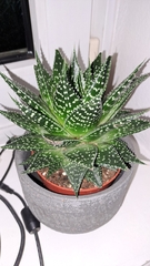 Aristaloe aristata