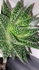 Aristaloe aristata