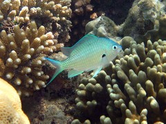 Chromis atripectoralis