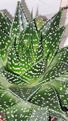 Aristaloe aristata