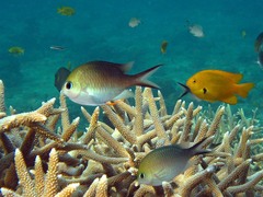 Chromis ternatensis