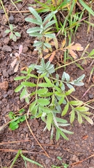Potentilla hippiana
